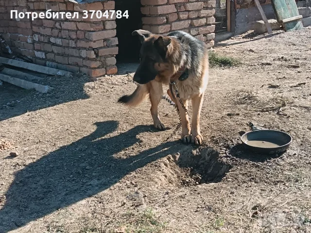 Продавам немска овчарка , снимка 4 - Немска овчарка - 56570609