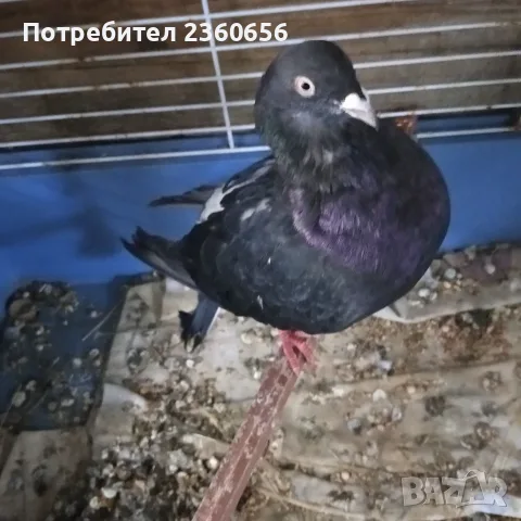 ГЪЛЪБ Казанлъшка порода