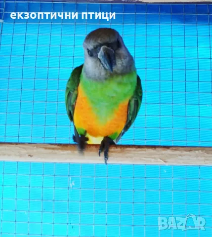 Продавам мъжки Сенегалец
