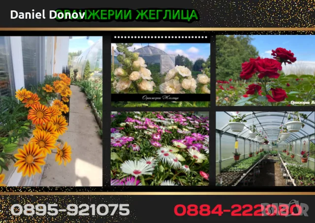 КАТАЛОГ РАЗСАДИ, ПРОЛЕТ–ЛЯТО 2027, снимка 7 - Разсади - 56742412