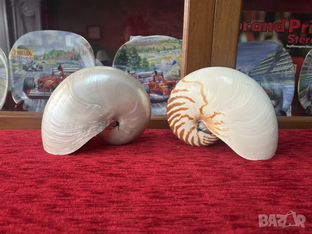 Екзотични раковини от Наутилус (Nautilus) – За колекция или луксозен декор