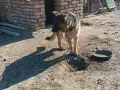 Продавам немска овчарка , снимка 4