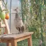 Продавам  пауни , снимка 4
