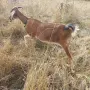продават се две кози, снимка 6
