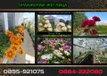 КАТАЛОГ РАЗСАДИ, ПРОЛЕТ–ЛЯТО 2027, снимка 7