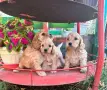 Американски кокер шпаньол , снимка 5