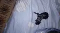 Кученца пинчери , снимка 6