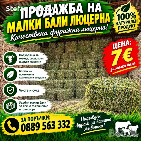 Малки Бали люцерна