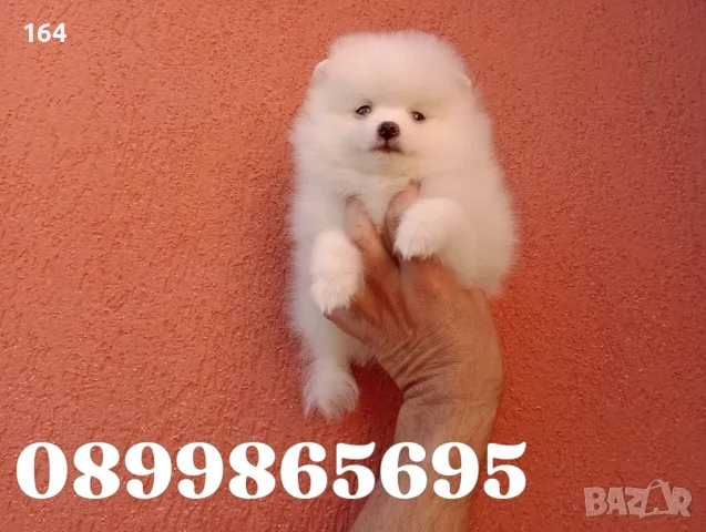 Бяло момченце. Померанче., снимка 5 - Померан - 56627088