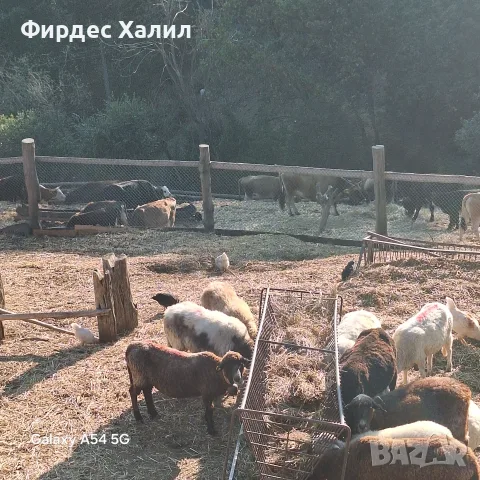  Продавам агнета, кози, крави , снимка 4 - Крави - 56719312