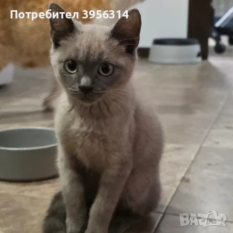 продава се Blu Point, снимка 4 - Британска късокосместа - 56643003