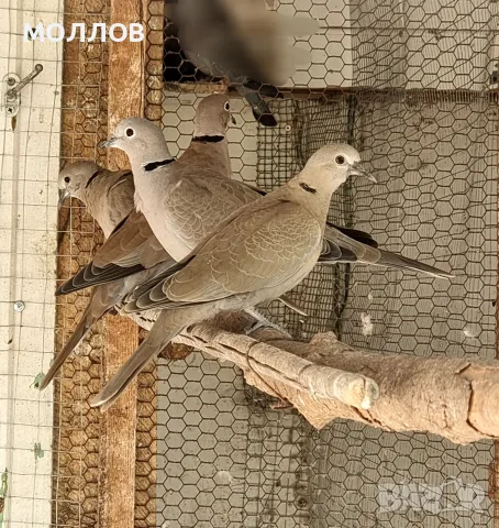 Гугутки диви Гугутки 