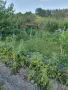 Продажба на лозе пред регулация , снимка 2