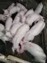Малки прасета….., снимка 2