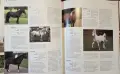 Encyclopedia of the Horse, снимка 12
