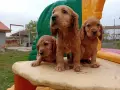Английски кокер шпаньол, снимка 5