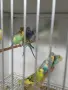 Вълнисти папагали и Корели , снимка 14