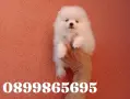 Бяло момченце. Померанче., снимка 5