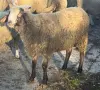 2бр. мъжки агнета, снимка 2