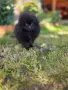 Померанчета момиченца и момченца!, снимка 6