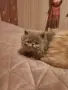 Страхотни  пухчета, снимка 3