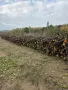 Дърва за огрев кайсиеви , снимка 2