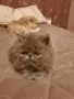 Страхотни  пухчета, снимка 2