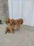 Кокер Шпаньол.. , снимка 8
