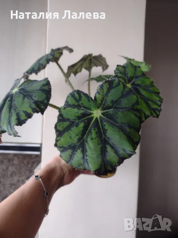 Бегония, begonia Persian brocade , снимка 3 - Стайни растения - 56665939
