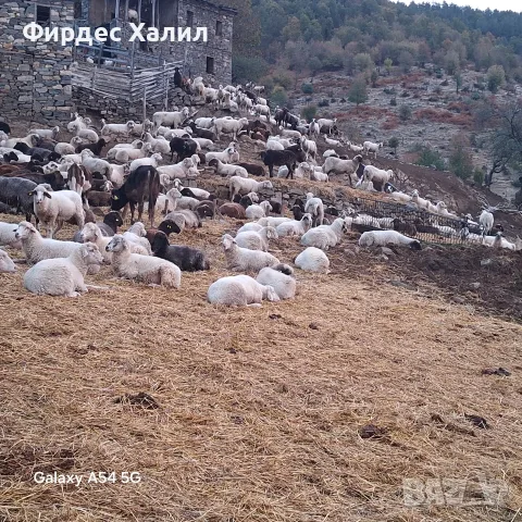  Продавам агнета, кози, крави 