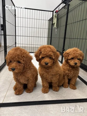 Мини пудел момче и момичета с генетични изследвания / Mini Poodles