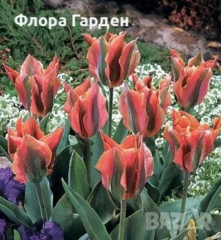 Луковици ЛАЛЕТА