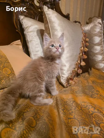 Мейн куун котета