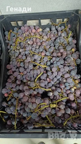 ПРОДАВАМ ЧЕРВЕНО винено грозде Мерло за гр.Шумен