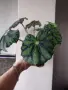 Бегония, begonia Persian brocade , снимка 3