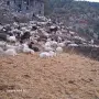  Продавам агнета, кози, крави , снимка 1