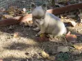 френски булдог флъфи, снимка 7