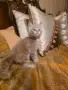 Мейн куун котета, снимка 1