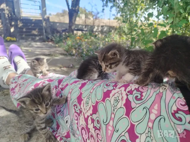 малки сладки котенца, снимка 5 - Други - 56735994
