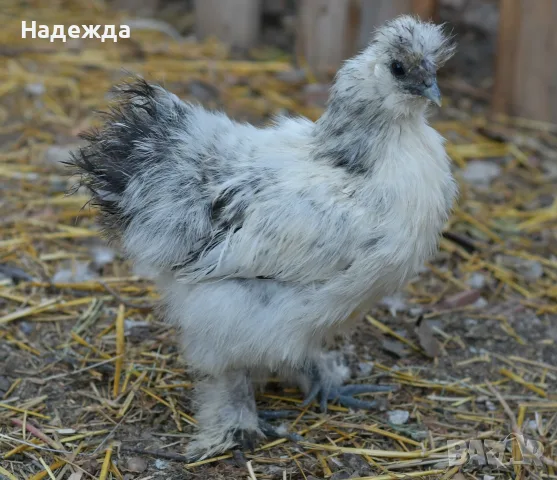 Кокошки и петли Копринки, снимка 2 - Кокошки и пуйки - 56629255