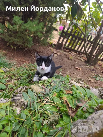 Котенце за осиновяване