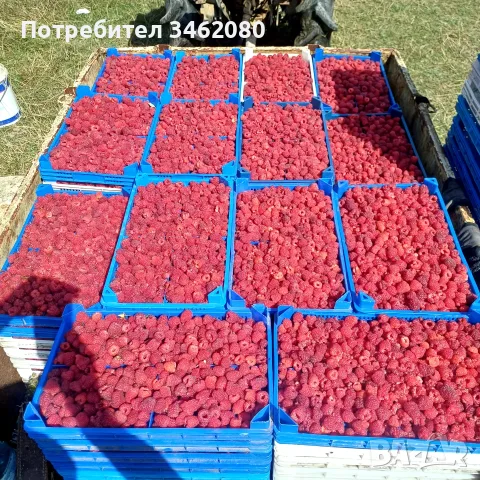  Разсад   малини , снимка 3 - Разсади - 56573257