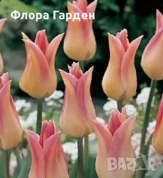 Луковици ЛАЛЕТА, снимка 8 - Градински цветя и растения - 56629976