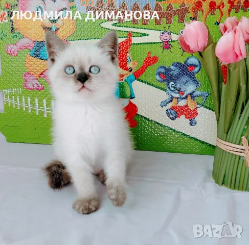 Шотландско мъжко със сини очи , снимка 5 - Британска късокосместа - 56666438