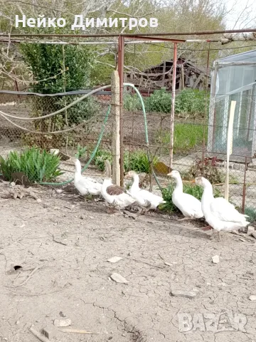 Селски гъски мъжки и женски