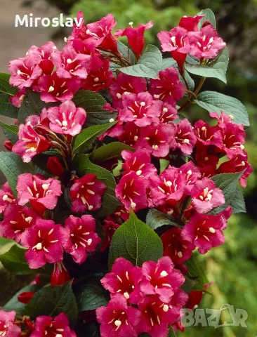 Вайгела (червева и шарена), снимка 5 - Градински цветя и растения - 56705011