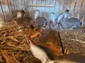 Зайци белгийски великан , снимка 1