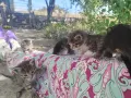 малки сладки котенца, снимка 5
