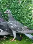 Пощенски гълъби, снимка 9