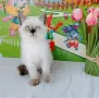 Шотландско мъжко със сини очи , снимка 5